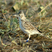 Razo Skylark